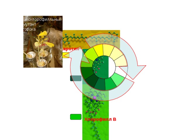 Бесхлорофилльный мутант гороха СН 3 каротин Хлорофилл А СНО Хлорофилл В 