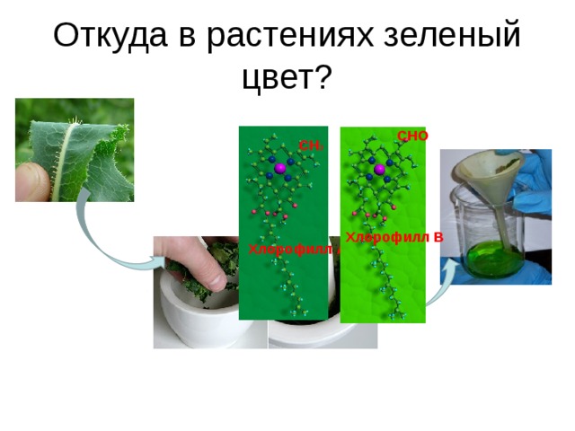 Откуда в растениях зеленый цвет? СНО СН 3 Хлорофилл В Хлорофилл А 
