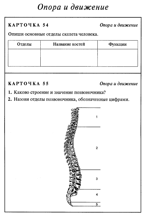 Проверочная скелет человека 8 класс