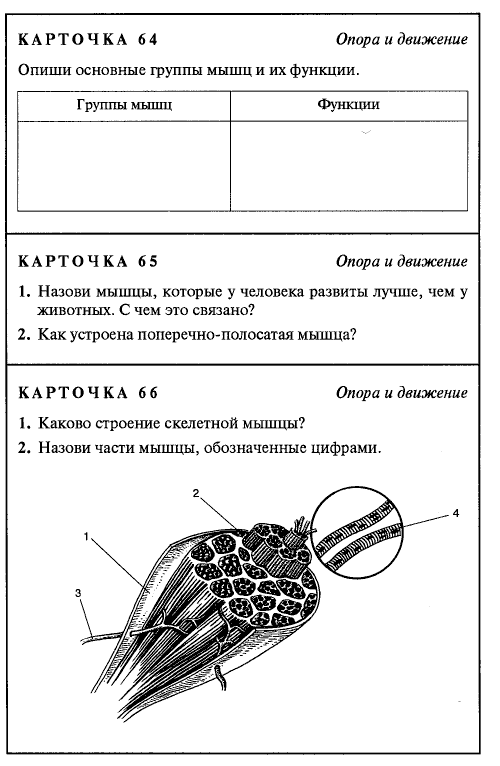 Карточки по биологии. Дидактические карточки по биологии 8 класс. Биология 8 класс задания. Задания по биологии 8 класс мышцы. Карточки по биологии 8 класс мышцы.