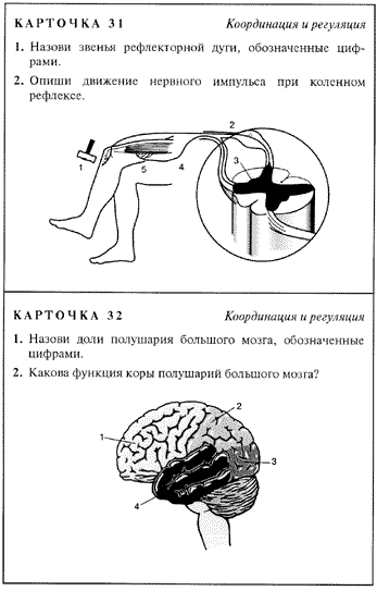 Тест по биологии по теме нервная система