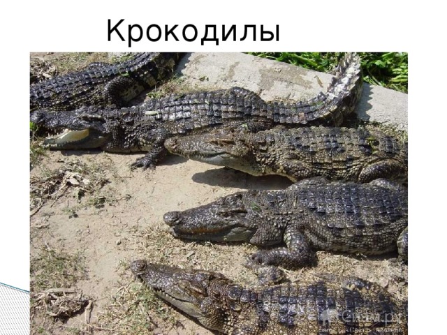 Крокодилы 