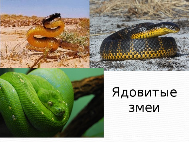 Ядовитые змеи 