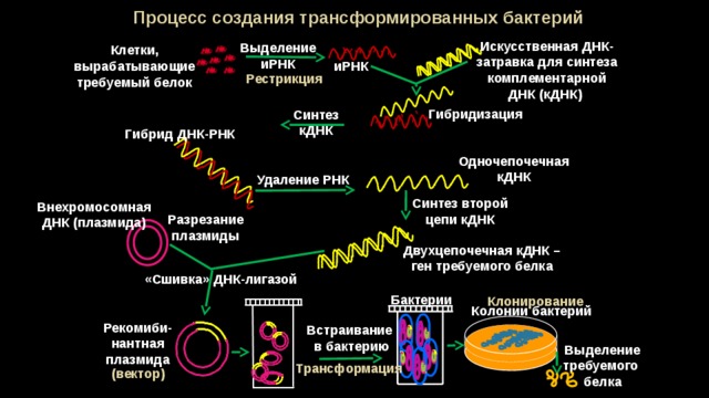                                                                              Процесс создания трансформированных бактерий Искусственная ДНК-затравка для синтеза комплементарной ДНК (кДНК) Выделение иРНК Клетки, вырабатывающие требуемый белок                                   иРНК                                                         Рестрикция                       Гибридизация Синтез кДНК Гибрид ДНК-РНК Одночепочечная кДНК Удаление РНК Синтез второй цепи кДНК Внехромосомная ДНК (плазмида) Разрезание плазмиды  Двухцепочечная кДНК – ген требуемого белка «Сшивка» ДНК-лигазой Бактерии Клонирование Колонии бактерий   Рекомиби-нантная плазмида  Встраивание  в бактерию               Выделение требуемого белка                  Трансформация  (вектор)      