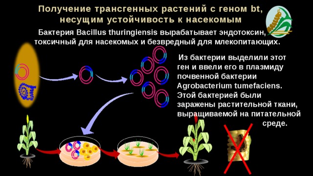 Получение трансгенных растений с геном bt, несущим устойчивость к насекомым  Бактерия Bacillus thuringiensis вырабатывает эндотоксин, токсичный для насекомых и безвредный для млекопитающих.  Из бактерии выделили этот  ген и ввели его в плазмиду  почвенной бактерии  Agrobacterium tumefaciens.  Этой бактерией были  заражены растительной ткани,  выращиваемой на питательной  среде. 