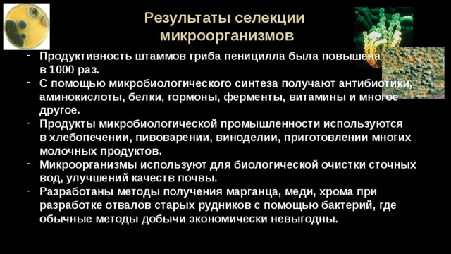 Результаты селекции микроорганизмов  Продуктивность штаммов гриба пеницилла была повышена  в 1000 раз. С помощью микробиологического синтеза получают антибиотики, аминокислоты, белки, гормоны, ферменты, витамины и многое другое. Продукты микробиологической промышленности используются  в хлебопечении, пивоварении, виноделии, приготовлении многих  молочных продуктов. Микроорганизмы используют для биологической очистки сточных вод, улучшений качеств почвы. Разработаны методы получения марганца, меди, хрома при разработке отвалов старых рудников с помощью бактерий, где обычные методы добычи экономически невыгодны. 