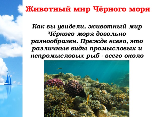 Животный мир Чёрного моря Как вы увидели, животный мир Чёрного моря довольно разнообразен. Прежде всего, это различные виды промысловых и непромысловых рыб - всего около 180 видов. 