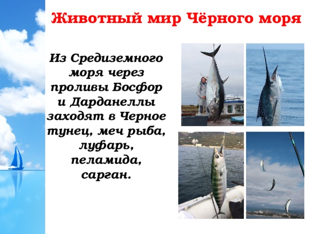Животный мир Чёрного моря Из Средиземного моря через проливы Босфор и Дарданеллы заходят в Черное тунец, меч рыба, луфарь, пеламида, сарган. 