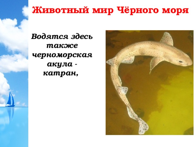Животный мир Чёрного моря Водятся здесь также черноморская акула - катран, 