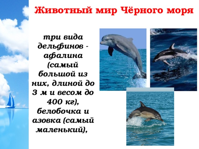 Животный мир Чёрного моря три вида дельфинов - афалина (самый большой из них, длиной до 3 м и весом до 400 кг), белобочка и азовка (самый маленький), 
