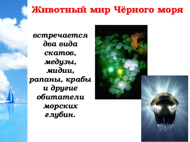 Животный мир Чёрного моря встречается два вида скатов, медузы, мидии, рапаны, крабы и другие обитатели морских глубин. 
