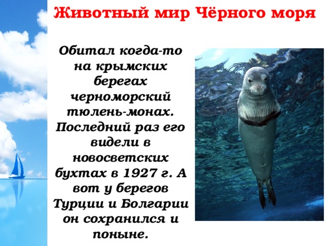 Животный мир Чёрного моря Обитал когда-то на крымских берегах черноморский тюлень-монах. Последний раз его видели в новосветских бухтах в 1927 г. А вот у берегов Турции и Болгарии он сохранился и поныне. 