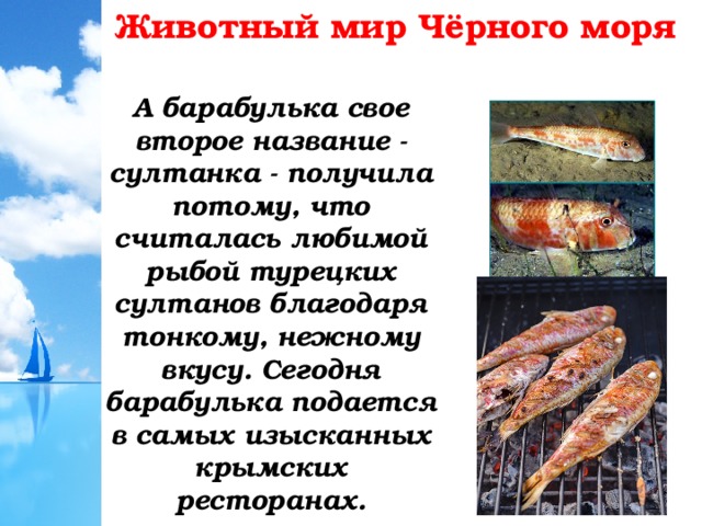 Животный мир Чёрного моря А барабулька свое второе название - султанка - получила потому, что считалась любимой рыбой турецких султанов благодаря тонкому, нежному вкусу. Сегодня барабулька подается в самых изысканных крымских ресторанах. 