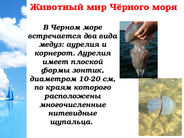 Животный мир Чёрного моря В Черном море встречается два вида медуз: аурелия и корнерот. Аурелия имеет плоской формы зонтик, диаметром 10-20 см, по краям которого расположены многочисленные нитевидные щупальца. 