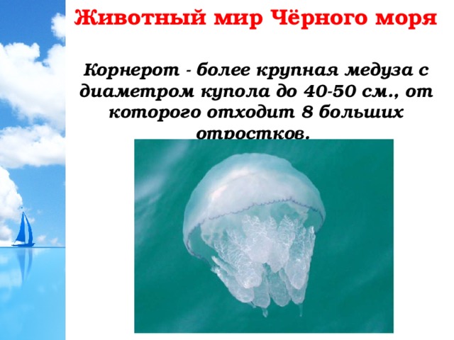 Животный мир Чёрного моря Корнерот - более крупная медуза с диаметром купола до 40-50 см., от которого отходит 8 больших отростков. 