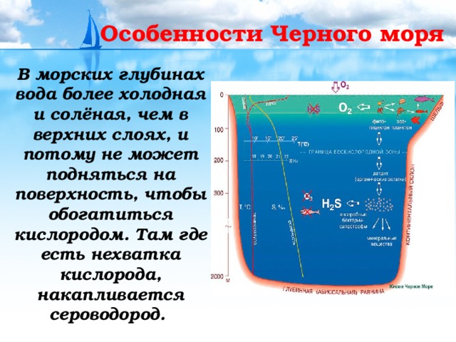 Особенности Черного моря В морских глубинах вода более холодная и солёная, чем в верхних слоях, и потому не может подняться на поверхность, чтобы обогатиться кислородом. Там где есть нехватка кислорода, накапливается сероводород. 
