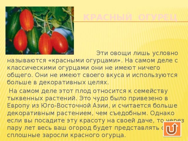 Помидор это ягода или нет. Помидор это ягода или овощ или фрукт. Помидор это ягода или. Помидор это фрукт и овощ. Помидор это ягода или овощ.