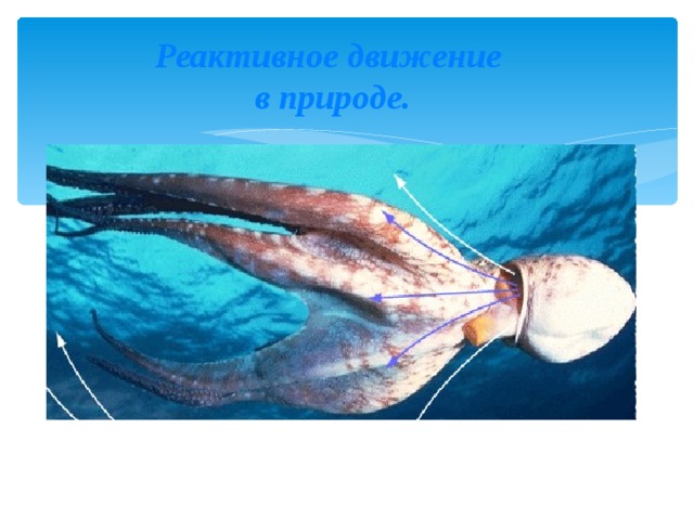 Передвижение головоногих. Каракатица реактивное движение. Реактивный кальмар. Кальмар реактивное движение. Головоногие моллюски реактивное движение.