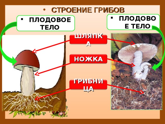 Строение гриба 5. Строение тела гриба. Плодовые тела грибов. Строение съедобного гриба. Строение организма гриба.