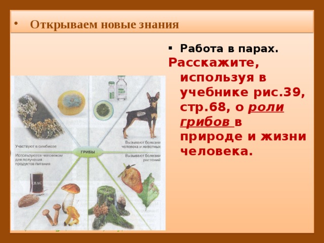 Какую роль грибы играют в жизни человека. Роль грибов в жизни человека схема.