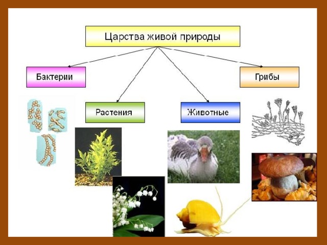 Итоговое занятие по биологии 5 класс презентация