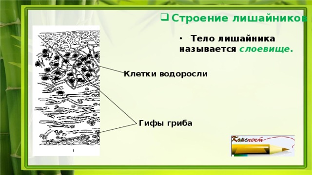 Клетки водоросли в теле лишайника ответ. Строение тела лишайника. Тело лишайника называется слоевище. Клеточное строение слоевища водоросли. Клетки водоросли в теле лишайника.