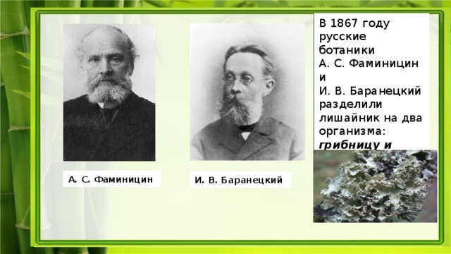 В 1867 году русские ботаники А. С. Фаминицин и И. В. Баранецкий разделили лишайник на два организма: грибницу и водоросль. А. С. Фаминицин И. В. Баранецкий 
