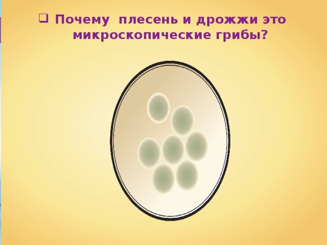 Почему  плесень и дрожжи это микроскопические грибы? 