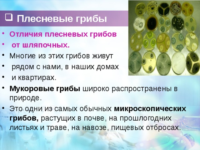Плесневые грибы Отличия плесневых грибов  от шляпочных. Многие из этих грибов живут  рядом с нами, в наших домах  и квартирах. Мукоровые грибы широко распространены в природе. Это одни из самых обычных микроскопических грибов, растущих в почве, на прошлогодних листьях и траве, на навозе, пищевых отбросах.  