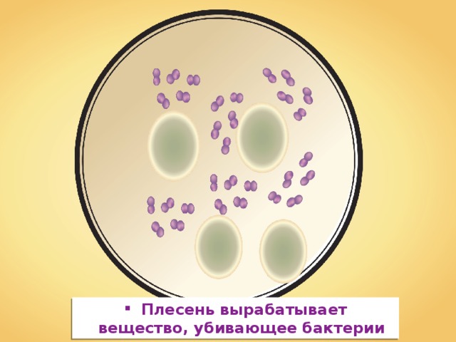 Плесень вырабатывает вещество, убивающее бактерии 
