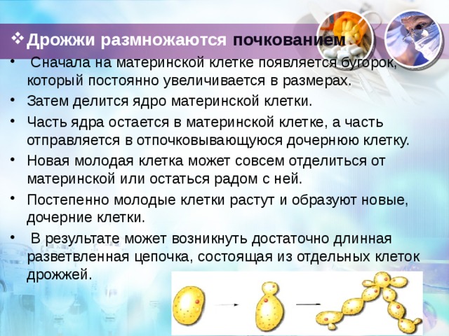  Дрожжи размножаются почкованием  Сначала на материнской клетке появляется бугорок, который постоянно увеличивается в размерах. Затем делится ядро материнской клетки. Часть ядра остается в материнской клетке, а часть отправляется в отпочковывающуюся дочернюю клетку. Новая молодая клетка может совсем отделиться от материнской или остаться радом с ней. Постепенно молодые клетки растут и образуют новые, дочерние клетки.  В результате может возникнуть достаточно длинная разветвленная цепочка, состоящая из отдельных клеток дрожжей. 