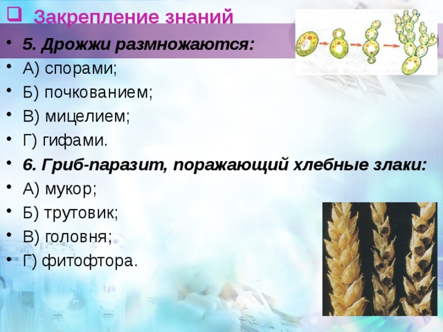 Закрепление знаний   5. Дрожжи размножаются: А) спорами; Б) почкованием; В) мицелием; Г) гифами. 6. Гриб-паразит, поражающий хлебные злаки: А) мукор; Б) трутовик; В) головня; Г) фитофтора. 