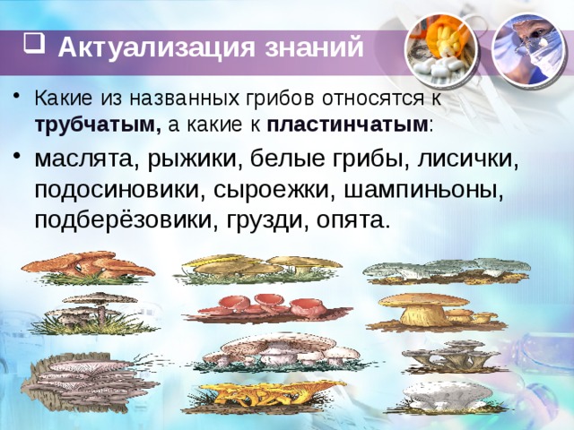 Актуализация знаний   Какие из названных грибов относятся к трубчатым,  а какие к пластинчатым : маслята, рыжики, белые грибы, лисички, подосиновики, сыроежки, шампиньоны, подберёзовики, грузди, опята. 