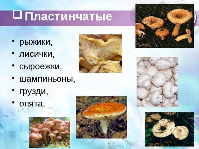 Пластинчатые   рыжики, лисички, сыроежки, шампиньоны, грузди, опята. 