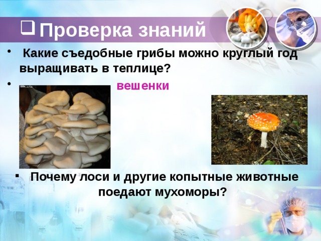 Характеристика искусственно выращиваемых съедобных грибов технология 7 класс презентация