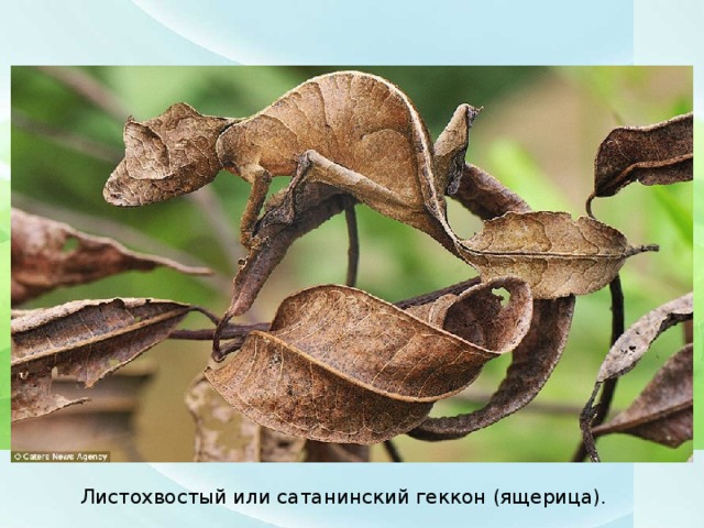 Листохвостый или сатанинский геккон (ящерица).