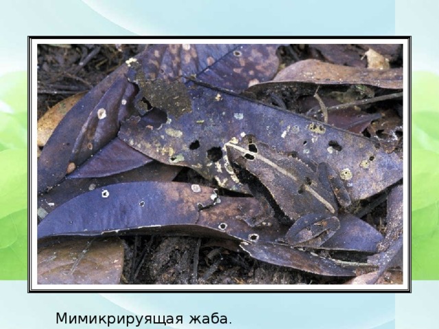 Мимикрируящая жаба .