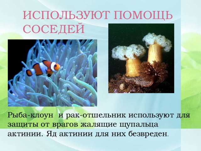 ИСПОЛЬЗУЮТ ПОМОЩЬ СОСЕДЕЙ Рыба-клоун и рак-отшельник используют для защиты от врагов жалящие щупальца актинии. Яд актинии для них безвреден .
