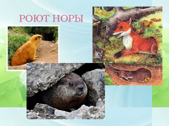 РОЮТ НОРЫ