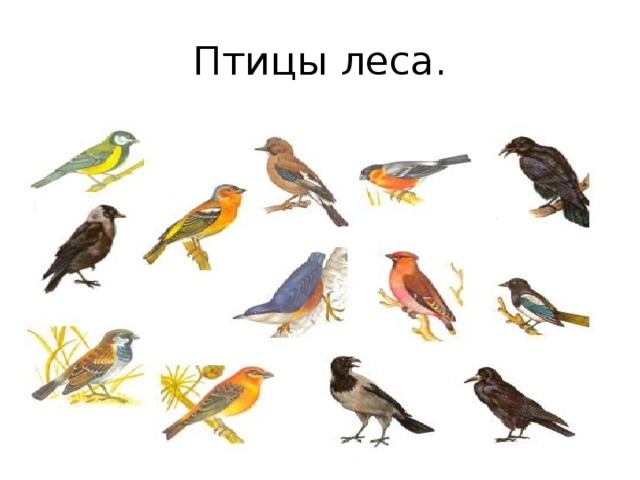 Птицы леса. 