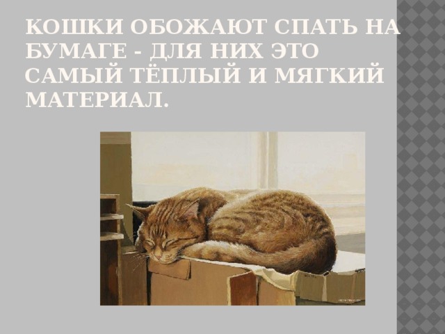 Кошки обожают спать на бумаге - для них это самый тёплый и мягкий материал.   