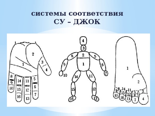 Су джок терапия для детей презентация