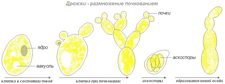 Рисунок дрожжей по биологии