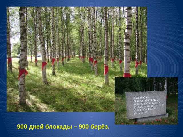 900 дней блокады – 900 берёз. 