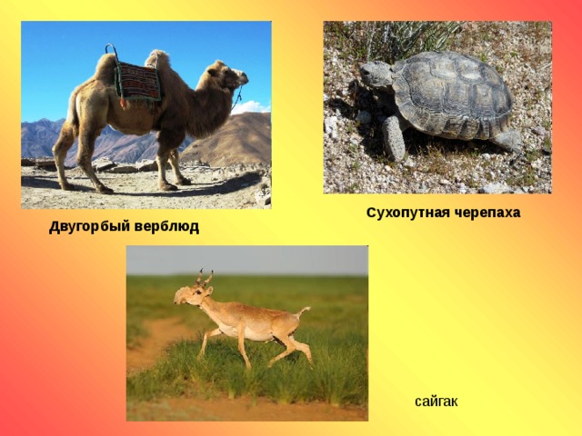 Сухопутная черепаха Двугорбый верблюд