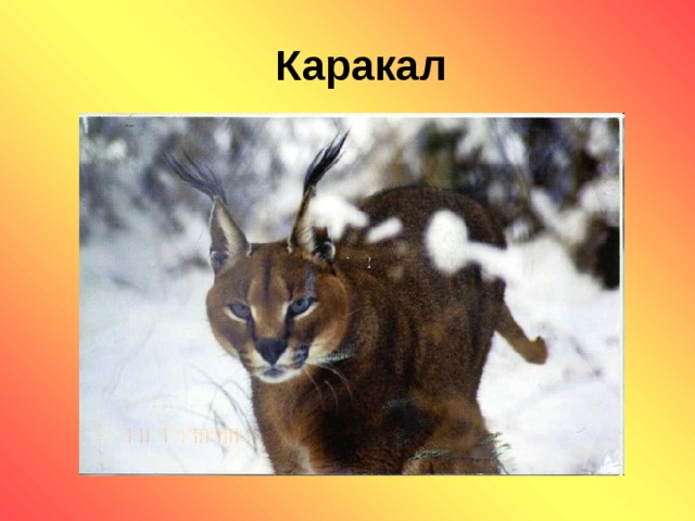 Каракал