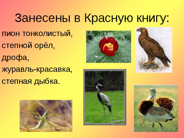 Занесены в Красную книгу: пион тонколистый, степной орёл, дрофа, журавль-красавка, степная дыбка.