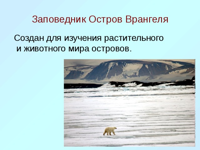 Заповедник врангеля доклад. Заповедник Врангеля. Природный комплекс остров Врангеля. Зона арктических пустынь заповедник остров Врангеля. Остров Врангеля заповедник природная зона.