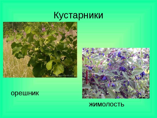 Зона лесов кустарники. Кустарники для Лесной зоны. Жимолость лещина куст.