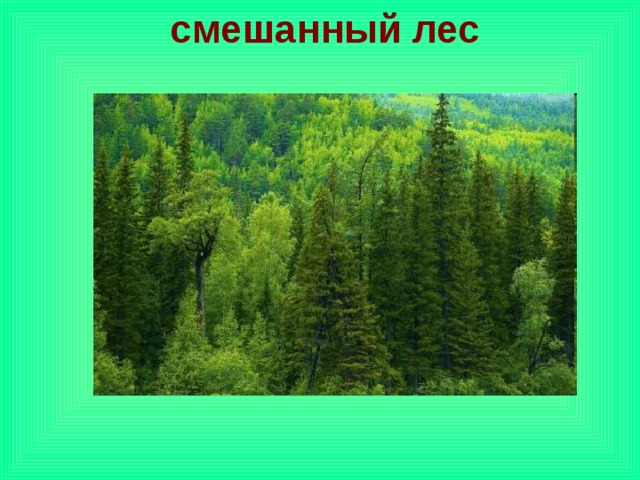 Рисунок тайги смешанный и широколиственный лес 4. Зоны лесов ур. Большую часть территории Приморья занимают смешанные леса. Лес подразделяется густой Степной. Окружающий мир 4 класс зона лесов номер 42 43 40.